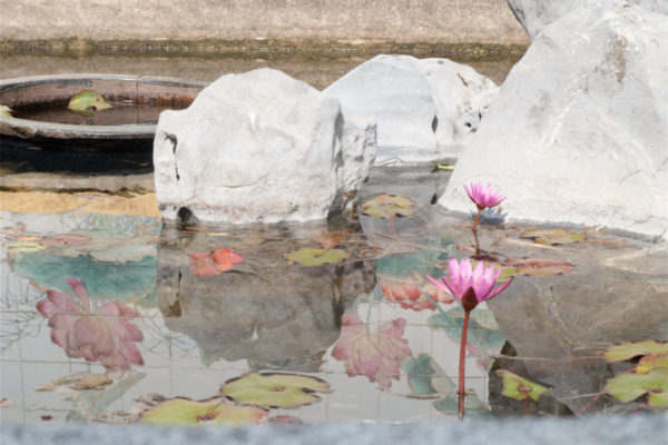 Tao Fong Shan Lotus Pond